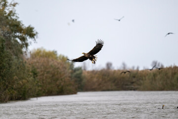 white-tailed eagle swoops over the water and catches fish on a sunny autumn day on the river