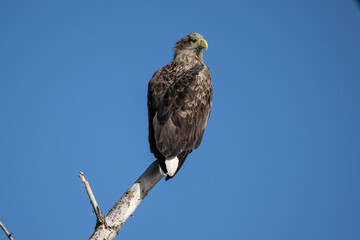 a white-tailed eagle sitting on a tree branch spreading its wings on a sunny autumn day