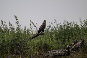 a white-tailed eagle sitting on a tree branch spreading its wings on a sunny autumn day