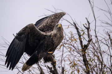 a white-tailed eagle sitting on a tree branch spreading its wings on a sunny autumn day