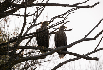 a white-tailed eagle sitting on a tree branch spreading its wings on a sunny autumn day