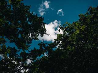 Trees foliage and sky
