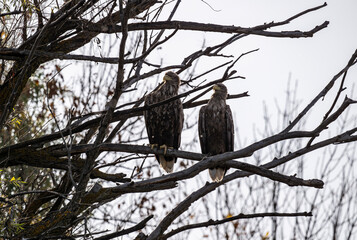 a white-tailed eagle sitting on a tree branch spreading its wings on a sunny autumn day
