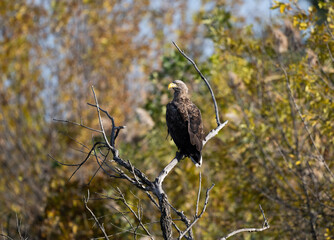 a white-tailed eagle sitting on a tree branch spreading its wings on a sunny autumn day