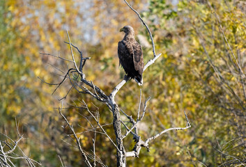 a white-tailed eagle sitting on a tree branch spreading its wings on a sunny autumn day