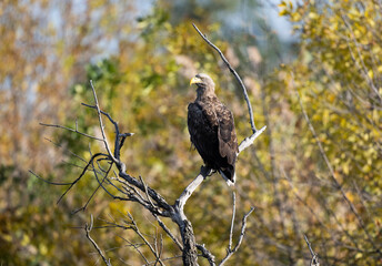 a white-tailed eagle sitting on a tree branch spreading its wings on a sunny autumn day
