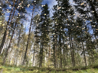 Obraz premium tall trees of spruce and pine reflected in a small forest lake, autumn landscape