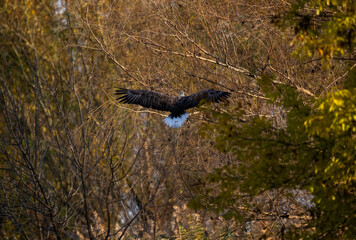a white-tailed eagle sitting on a tree branch spreading its wings on a sunny autumn day