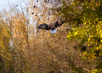a white-tailed eagle sitting on a tree branch spreading its wings on a sunny autumn day