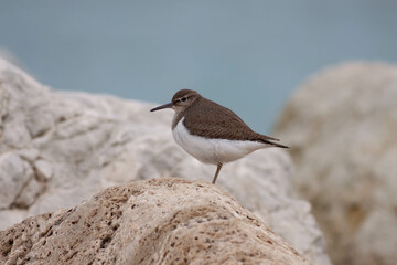 Little bird