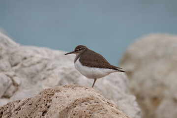 Little bird