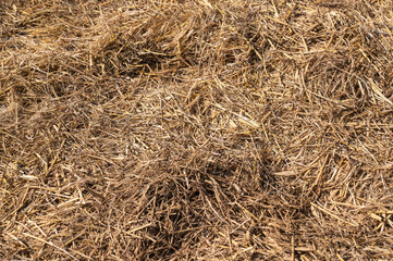 畑に敷き詰めた藁