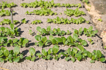 庭の畑で栽培する小松菜