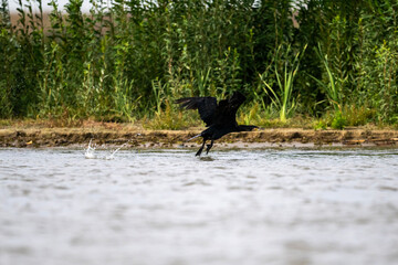 black cormorants fly in a flock on a sunny autumn day
