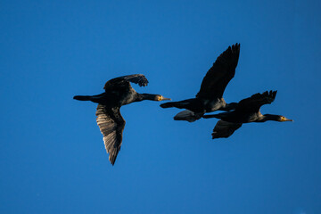black cormorants fly in a flock on a sunny autumn day
