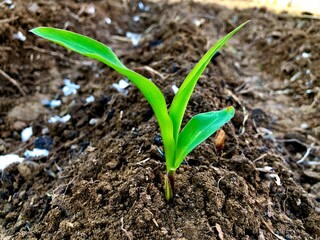 Tiny green plant in soil, Green house