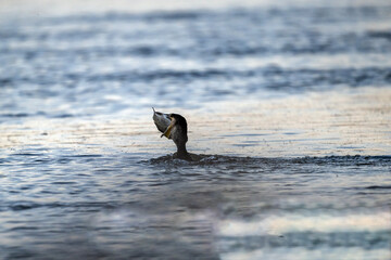 Black cormorant sits in the water with a caught fish in its throat on a sunny autumn day