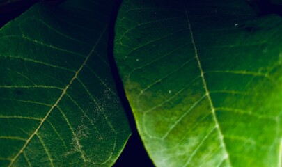 Green leaves close-up, Nature background