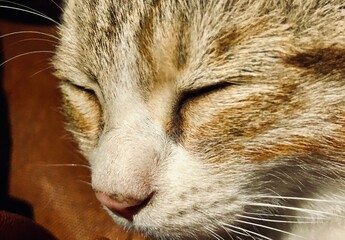 Cat sleepy face closeup, Cat sleeping