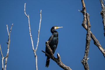 black cormorants sit on a dry tree on a sunny autumn day