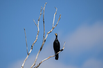 black cormorants sit on a dry tree on a sunny autumn day