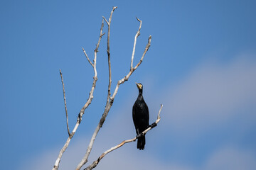 black cormorants sit on a dry tree on a sunny autumn day
