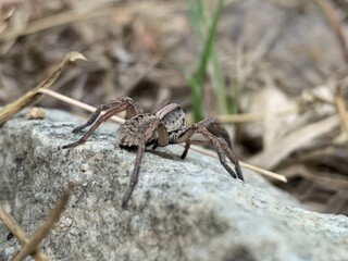 Spider setting on rock close-up, Wild animal