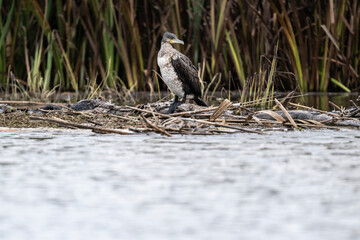 black cormorants sit on a dry tree on a sunny autumn day