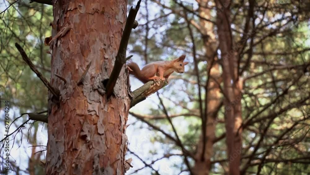 Poster cute red squirrel sits on a tree branch and eats a nut. a small playful squirrel walks along the tru