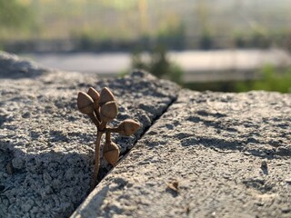 Small bud of plant on concrete wall in sunshine morning