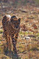 Cheetah in the run

