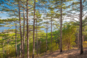 Obraz premium Pine trees in coniferous forest on mountainside at sunset