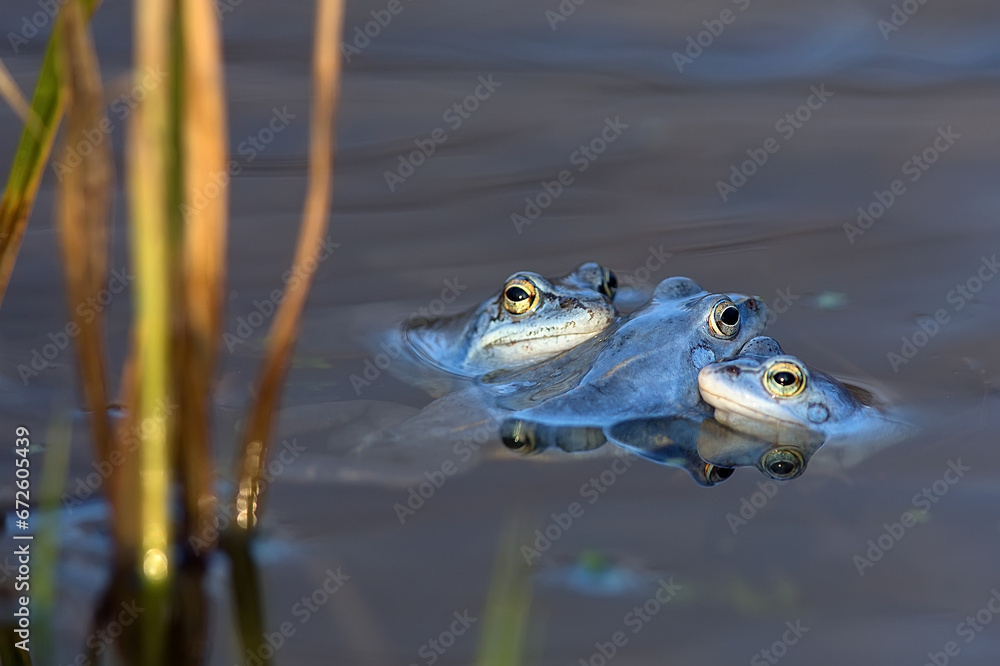 Wall mural moor frogs in the wild