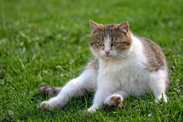 Naklejka na ściany i meble Cat resting on a green grass 
