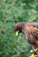 Close up portrait of a harris eagle, Parabuteo Unicinctus