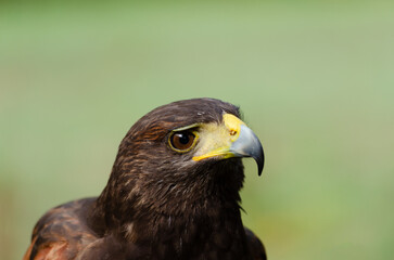 Close up portrait of a harris eagle, Parabuteo Unicinctus