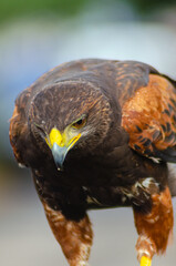 Portrait of a harris hawk, Parabuteo Unicinctus