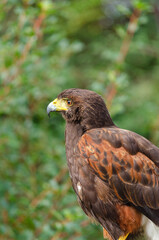 Portrait of a Harris's eagle, Parabuteo Unicinctus
