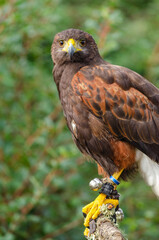 Full body portrait of a harris eagle, Parabuteo Unicinctus