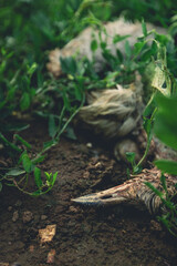 A dead bird, decomposing on a field