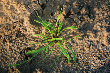 Grass growing out of dry, cracked mud