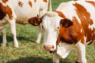 vaches montbéliardes. Vaches laitières. Vaches du Jura. Vaches à Comté. Vaches dans un pré....