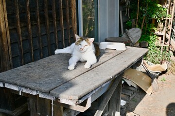 A cat found in Agatsuma Gorge, Gunma, Japan