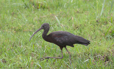 side view of glossy ibis foraging for food in the wild swamps of amboseli national park, kenya