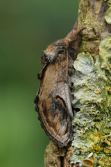 Vertical closeup on the pebble prominent moth,Notodonta ziczac, sitting on a lichen covered wood