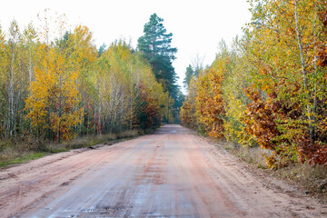 the road in the autumn forest. the birches are covered with yellow leaves