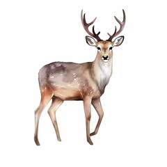 Fototapeta premium AI generated illustration of a majestic deer on a white background