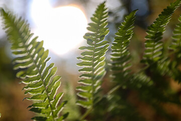 shallow depth of field, soft focus, bokeh, floral background of fern leaves in backlight