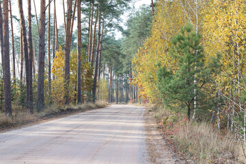 Fototapeta na wymiar the road in the autumn forest. Golden autumn. pines and birches with yellow leaves along the road
