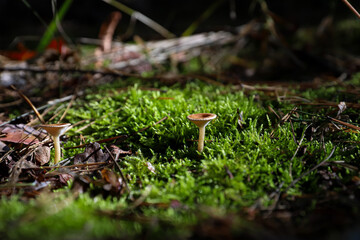 a tiny mushroom among the moss in the sunlight